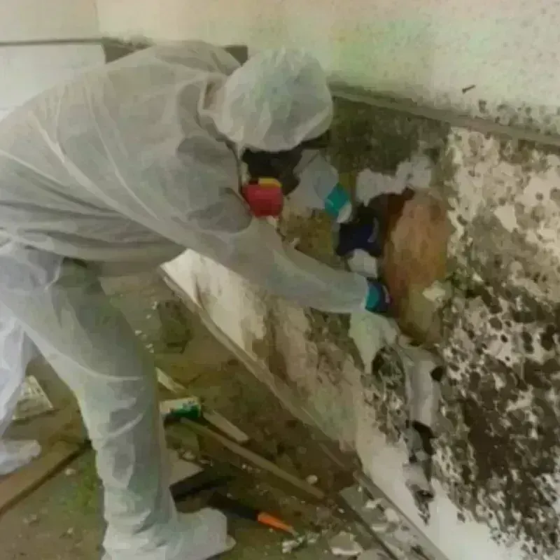 Mold Remediation and Removal in New Sharon, ME